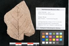 Foto (Objekt + Etikett) von Rhytisma feroniae Ettingshausen (NHMW-GEO-2024-0188-6389)